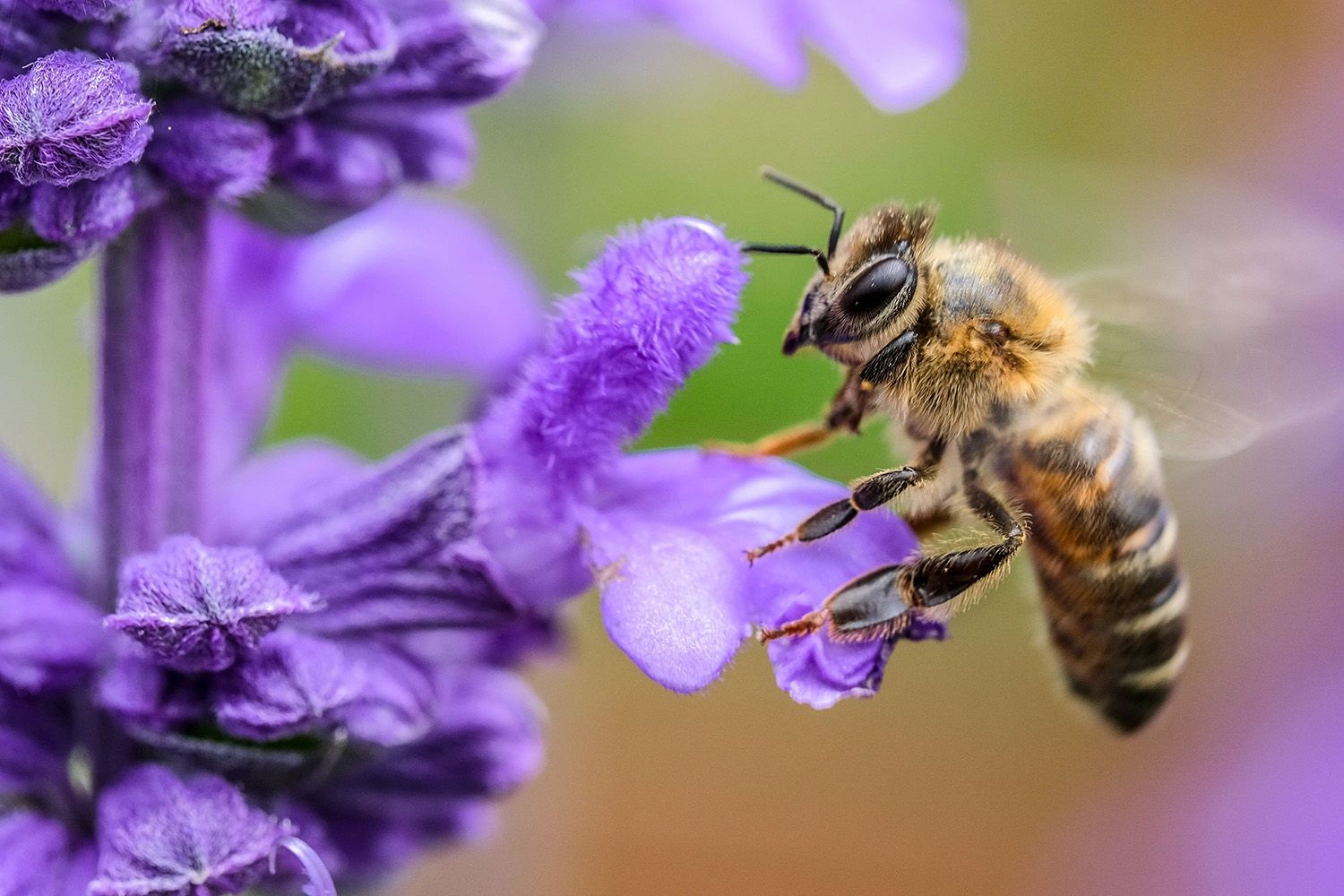 Bienenkönigin